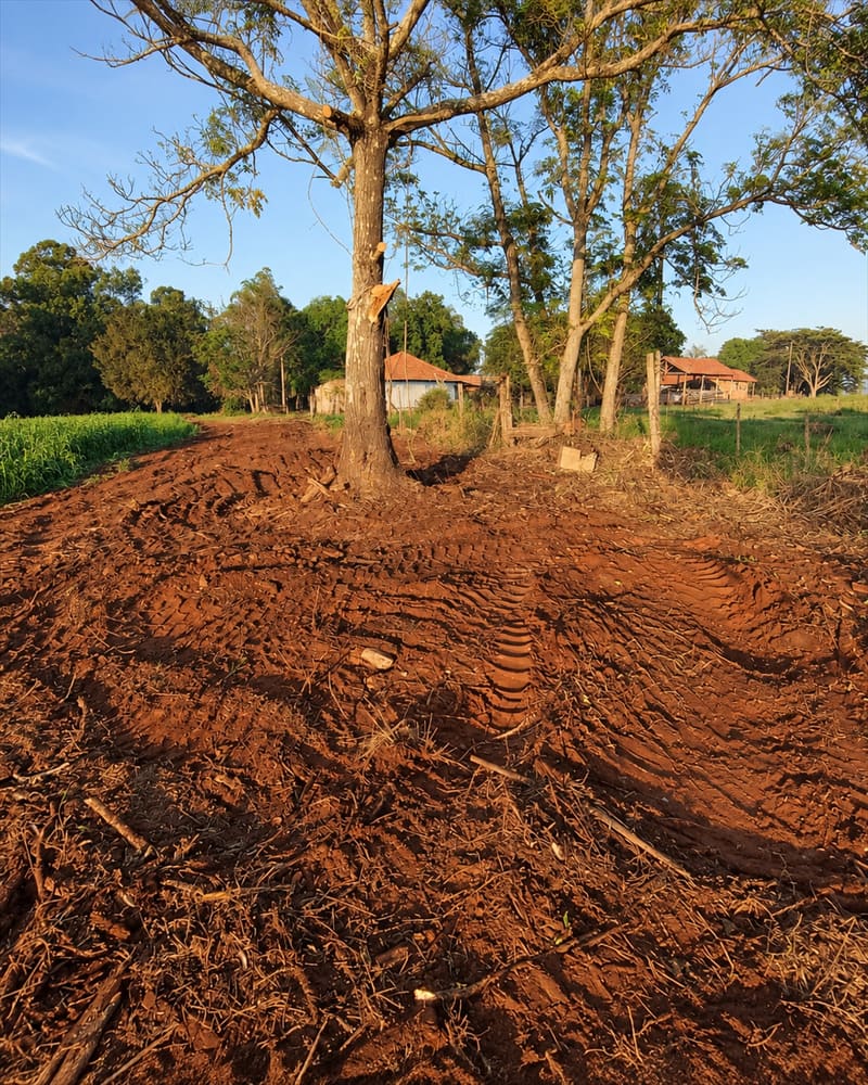 Terra vermelha recém-preparada ao redor de uma árvore, com casas de telhado vermelho ao fundo na luz do fim de tarde