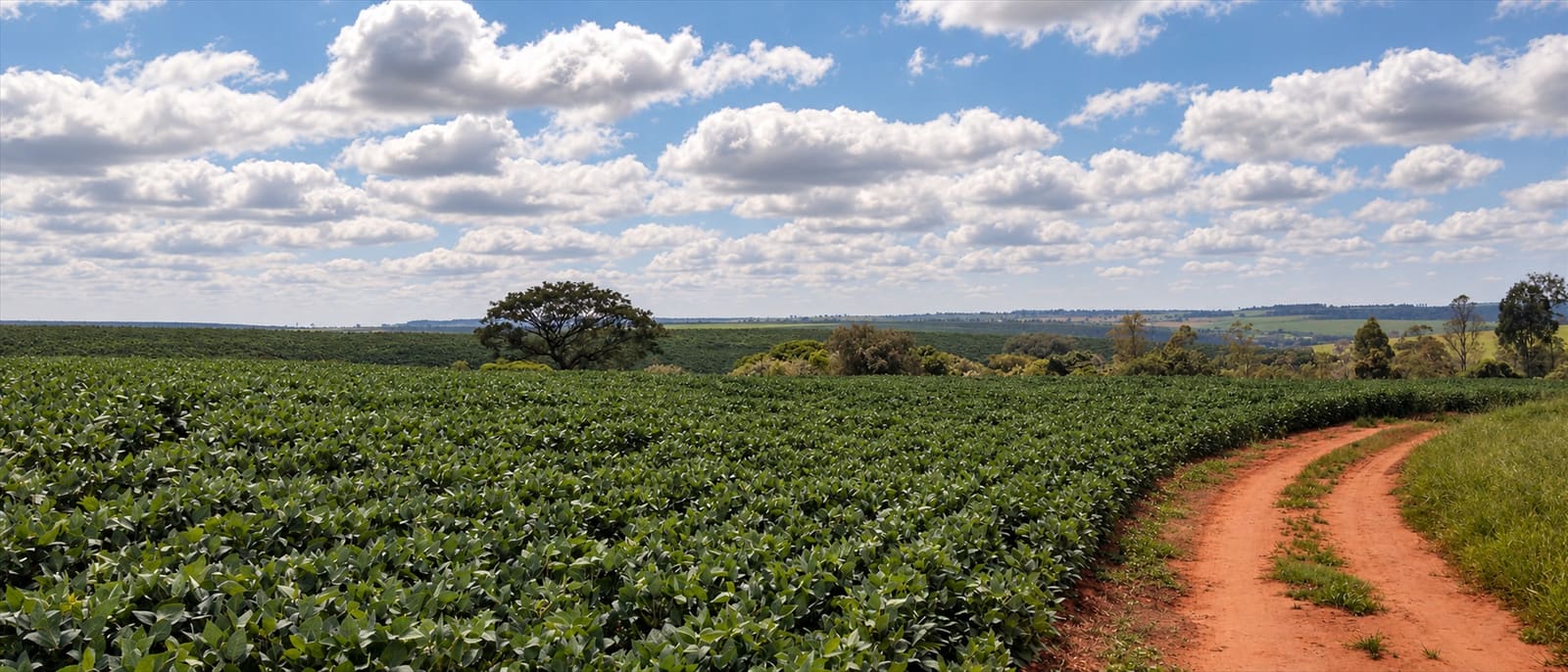 Estrada de terra vermelha em curva ao lado de uma área de plantio, com uma árvore isolada no horizonte e céu com nuvens