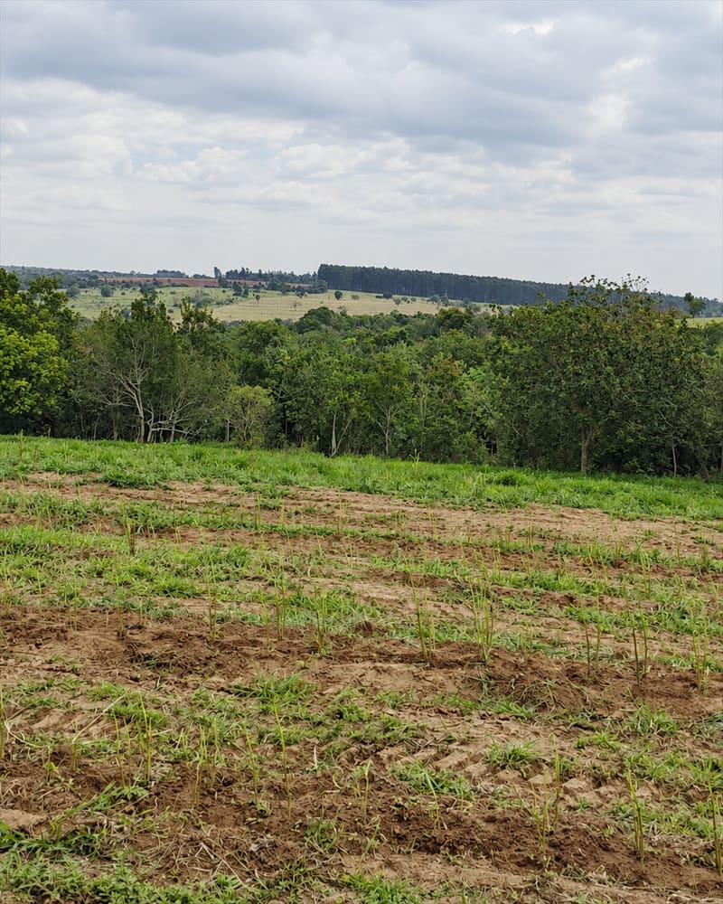 Área de plantio com fileiras recentes e uma faixa de mata ao fundo, sob céu nublado